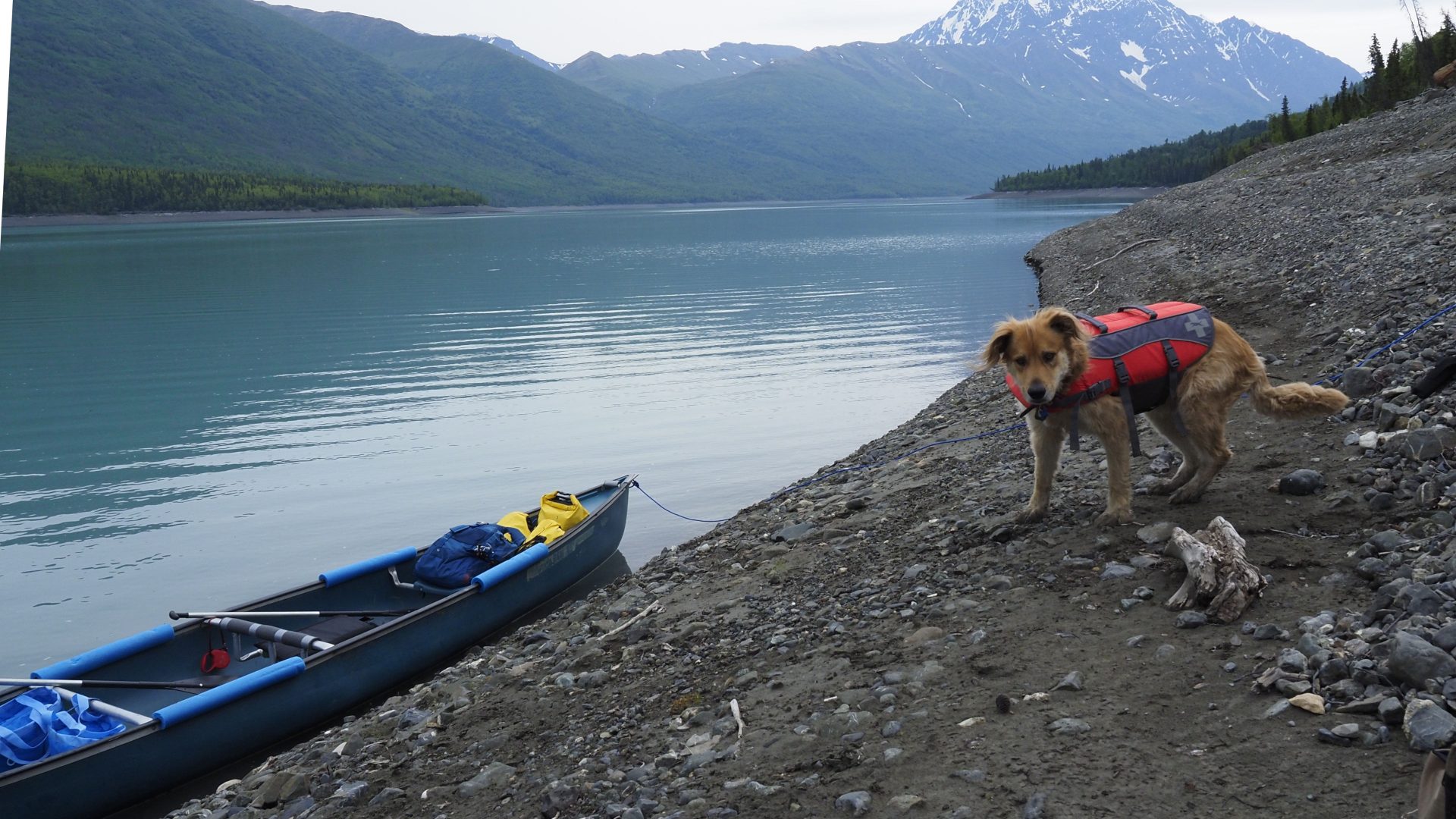 Dog and canoe on the short of Lake Eklutna