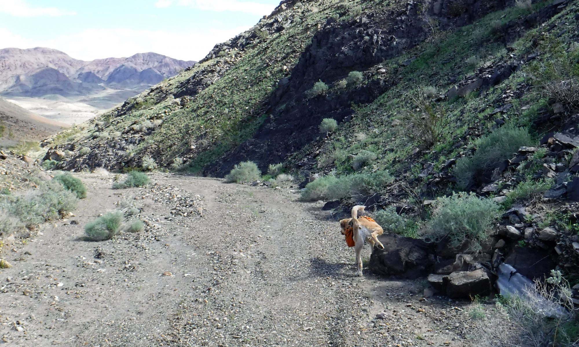 Dog peeing in Death Valley